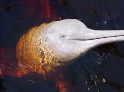 Boto Si Lumba-lumba Pink, di Antara Mitos dan Fakta