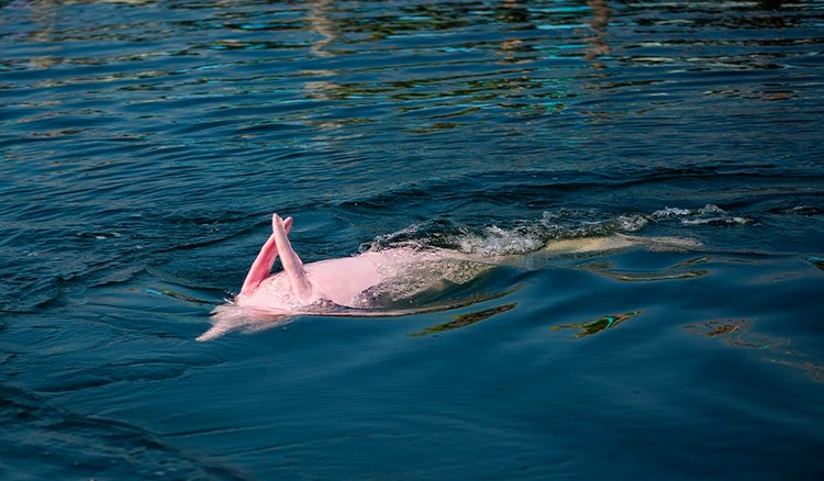 lumba-lumba pink