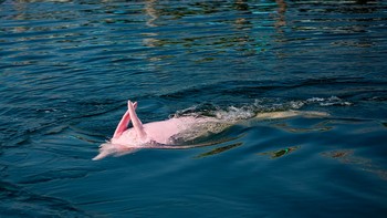 Lahan basah Amazon yang dialiri oleh Sungai Amazon, adalah tempat penting bagi lumba-lumba pink untuk berkembang biak. Sejak 2018, wilayah ini telah diberi status dilindungi secara internasional. Foto: Aquaexpedition