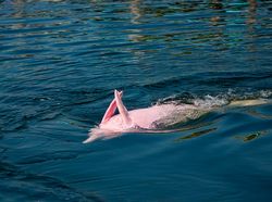 Boto Si Lumba-lumba Pink, di Antara Mitos dan Fakta