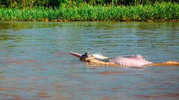 Lumba-lumba ini banyak dikaitkan dengan legenda di Amerika Selatan. Salah satu cerita mengklaim bahwa lumba-lumba berubah menjadi pria tampan untuk merayu para wanita desa pada malam hari. Foto: Aquaexpedition
