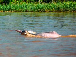 Boto Si Lumba-lumba Pink, di Antara Mitos dan Fakta