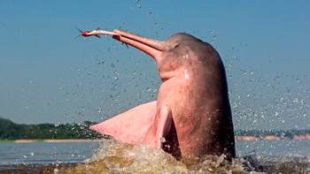 Cerita lainnya menyebutkan jika seseorang berenang sendirian, lumba-lumba pink dapat membawanya ke kota bawah air yang ajaib. Ada juga yang mengisahkan bahwa bertemu lumba-lumba pink pertanda kesialan, apalagi jika sampai memakan dagingnya. Foto: Aquaexpedition