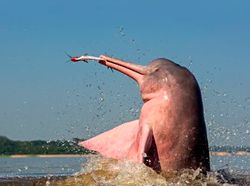 Boto Si Lumba-lumba Pink, di Antara Mitos dan Fakta