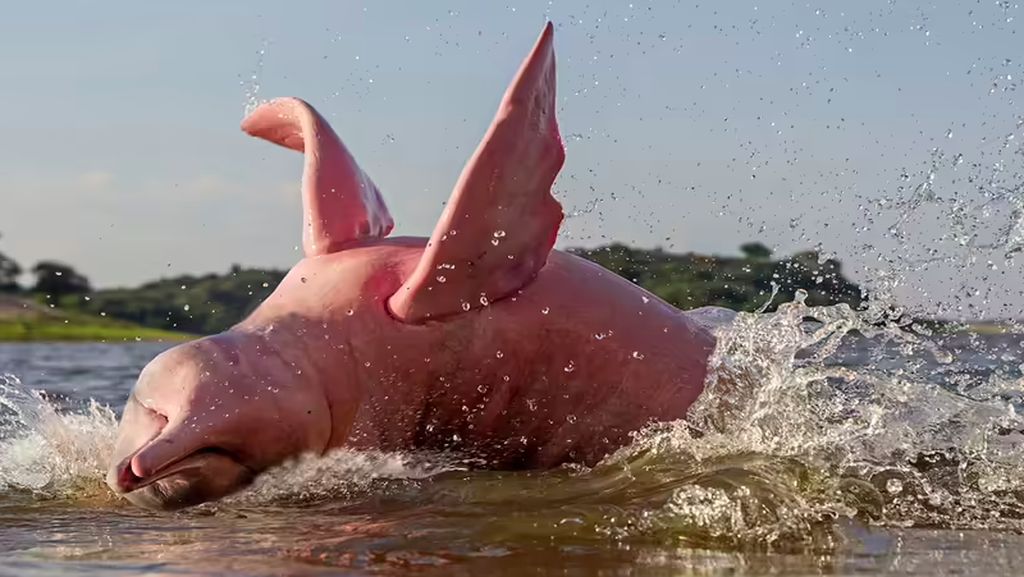 Boto Si Lumba-lumba Pink, di Antara Mitos dan Fakta