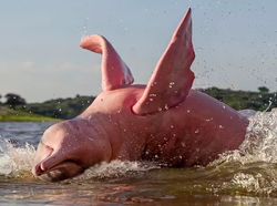 Boto Si Lumba-lumba Pink, di Antara Mitos dan Fakta