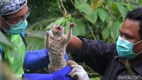 Yayasan Inisiasi Alam Rehabilitasi Indonesia (YIARI) bersama dengan Taman Nasional Halimun Salak melepasliarkan 10 Kukang Jawa (Nyticebus javanicus) ke kawasan Taman Nasional Gunung Halimun Salak, Jawa Barat, Sabtu (6/11). 