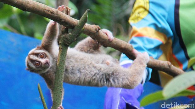 Peringati HCPSN, 10 Kukang Jawa Dilepasliarkan ke Habitat Pelepasan liar Kukang jawa dilakukan di kawasan Taman Nasional Gunung Halimun Salak, Jawa Barat