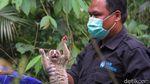 Momen 10 Kukang Jawa Dilepasliarkan ke Habitat