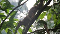 Kukang jawa saat dilepasliarkan ke alam berjalan di atas pohon.