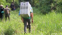 Petugas keepers membawa Kukang jawa sebelu dilepasliarkan ke alam di kawasan Taman Nasional Gunung Halimun Salak.