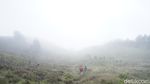 Suasana Gunung Prau Usai Dibuka Kembali