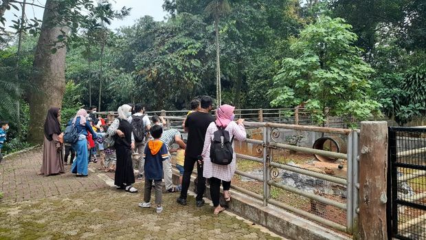 Suasana Taman Margasatwa Ragunan, Sabtu (6/11/2021)