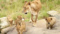 Melansir Getty Images, kelima anak singa itu diketahui lahir dari ibu Maya dan ayah Ato beberapa waktu lalu.