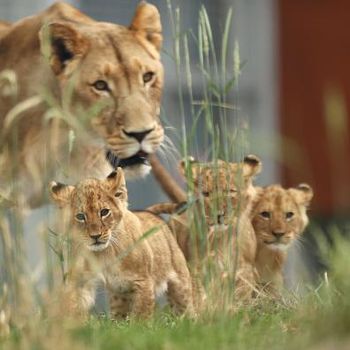 Kebun binatang Taronga di Australia mengenalkan lima ekor anak singa kepada pengunjung. Kelima anak singa itu diberi nama Khari, Luzuko, Malika, Zuri dan Ayanna