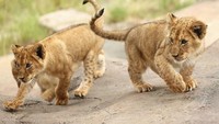 Diketahui, kelima anak singa tersebut memiliki nama Khari, Luzuko, Malika, Zuri dan Ayanna.
