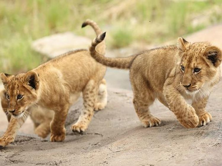 Aksi Menggemaskan Lima Anak Singa Penghuni Kebun Binatang Australia