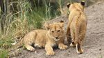 Aksi Menggemaskan Lima Anak Singa Penghuni Kebun Binatang Australia