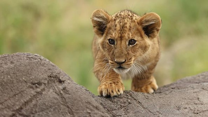 Kebun binatang Taronga di Australia mengenalkan lima ekor anak singa kepada pengunjung. Kelima anak singa itu diberi nama Khari, Luzuko, Malika, Zuri dan Ayanna