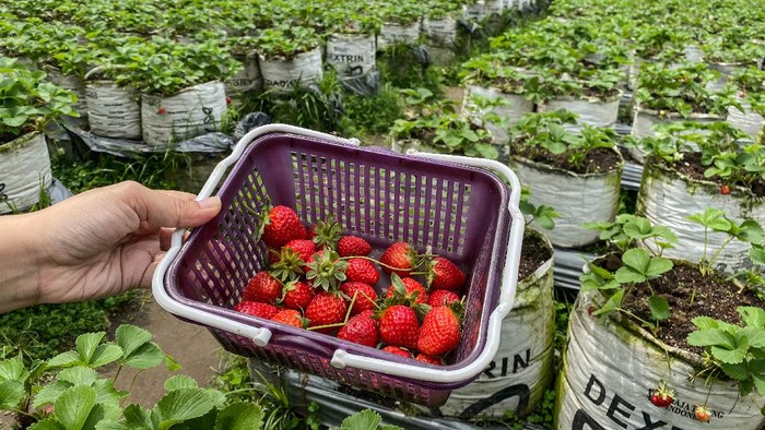 Asyik! Berwisata di Sini Bisa Sambil Petik Buah Stroberi Kawasan Agrowisata Banyuroto di Magelang kerap dikunjungi warga saat akhir pekan. Di sana pengunjung bisa memetik buah stroberi secara langsung.