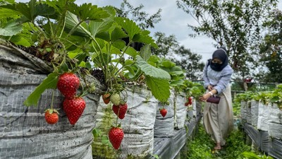 Asyik! Berwisata di Sini Bisa Sambil Petik Buah Stroberi