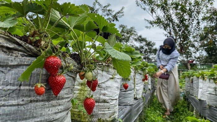 Kawasan Agrowisata Banyuroto di Magelang kerap dikunjungi warga saat akhir pekan. Di sana pengunjung bisa memetik buah stroberi secara langsung.