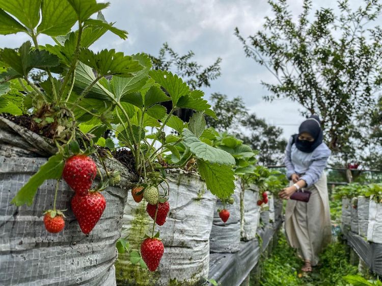Asyik! Berwisata di Sini Bisa Sambil Petik Buah Stroberi
