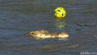Bahkan bola yang dimainkan anak-anak tersebut tercebut ke sungai dan diawasi seekor buaya. Hii... ngeri.