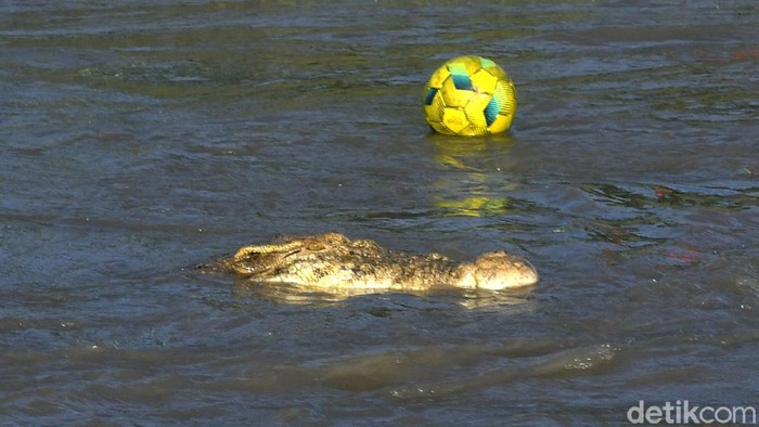 BERMAIN SEPAKBOLA DI DEKAT HABITAT BUAYA Seorang anak melihat bolanya yang jatuh di dekat seekor buaya saat bermain disekitar Sungai Palu di Palu, Sulawesi Tengah, Sabtu (6/11/2021). Masyarakat diminta untuk lebih waspada saat beraktivitas di sekitar habitat buaya liar yang dapat mengancam keselamatan. ANTARA FOTO/Mohamad Hamzah/aww.