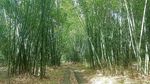 Uniknya, Laboratorium Bambu di Tengah Hutan Polewali Mandar