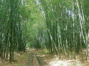 Sejuta Manfaat, Ayo Lestarikan Bambu!