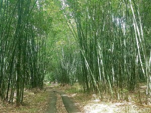 Sejuta Manfaat, Ayo Lestarikan Bambu!