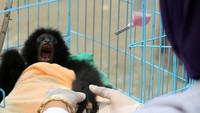 Diketahui, owa siamang (Symphalangus syndactylus) merupakan salah satu hewan langka dan dilindungi.