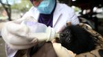 Potret Bayi Siamang yang Diserahkan Warga ke BKSDA Aceh