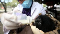 BKSDA Aceh pun menerima satwa langka dan dilindungi seekor bayi owa siamang jantan berusia kurang dari dua bulan dari warga Kabupaten Aceh Jaya untuk dirawat dan dikembalikan ke habitanya.