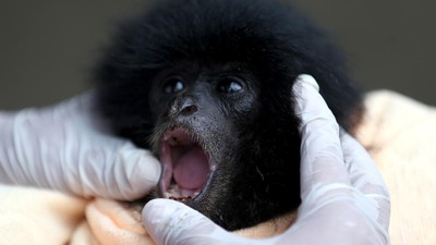 Potret Bayi Siamang yang Diserahkan Warga ke BKSDA Aceh