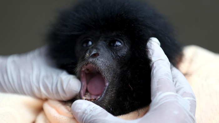 Potret Bayi Siamang yang Diserahkan Warga ke BKSDA Aceh BKSDA Aceh menerima seekor bayi owa siamang jantan dari warga Kabupaten Aceh Jaya. Diketahui, owa siamang merupakan salah satu satwa langka yang dilindungi.