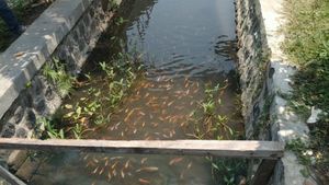 Sulap Sungai Kotor Jadi Tempat Budidaya Ikan, Satpam Pasuruan Ini Raup Cuan