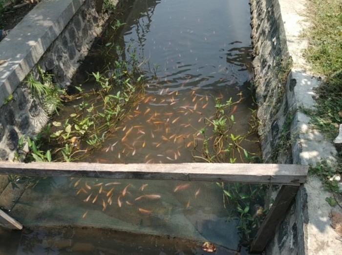 Sulap Selokan Jadi Tempat Budidaya Ikan, Satpam Pasuruan Ini Raup Cuan