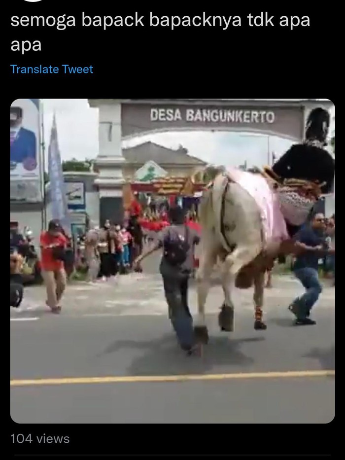 Video sapi mengamuk viral di media sosial, Minggu (7/11/2021). Diketahui anak Bupati Sleman menjadi korban.