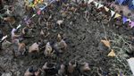 Ada-ada Saja, Aksi Saling Lempar Kotoran Sapi India