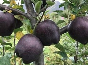 Fakta Apel Hitam, Buah Langka Harganya Mahal