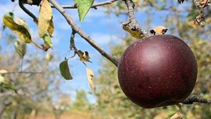 5 Hal Tentang Apel Hitam, Makanan Langka dan Mewah