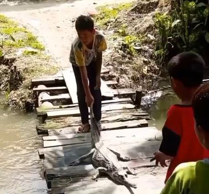 Bocah di Sumut viral seret buaya langka