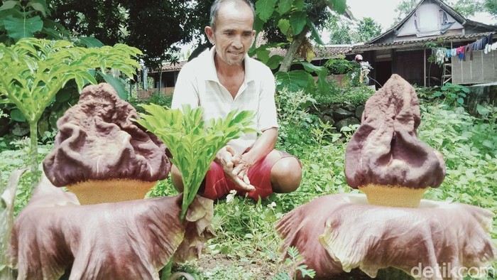 Bunga bangkai suweg mekar di pekarangan warga di Klaten, Senin (8/11/2021).
