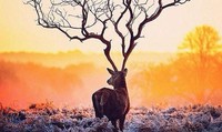 Foto Menipu Mata