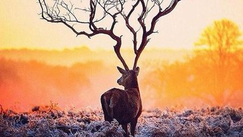 Rusa ini punya tanduk seperti pohon. Foto: Reddit via Brightside