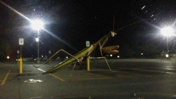 Belalang raksasa. Foto: Reddit via Brightside