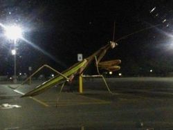 Foto Ini Bikin Mata Tertipu Gegara Sudut Pengambilan Gambarnya