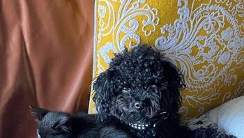 Anjing ini seperti tengah memperlihatkan giginya. Foto: Reddit via Brightside